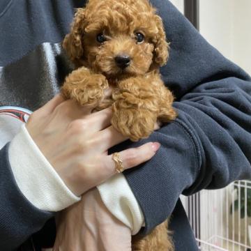 トイプードル(ティーカップ)【佐賀県・男の子・2022年9月28日・レッド】の写真「ドワーフタイプのイケメン君💕」