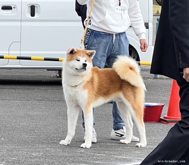 国刀号　若犬牡部　優秀2席