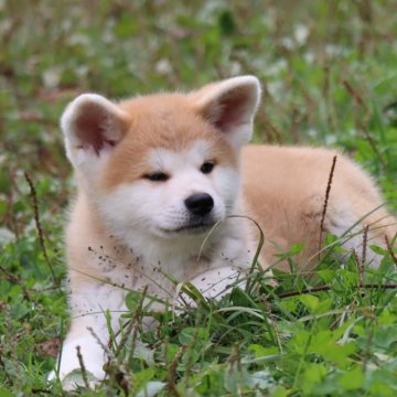 秋田犬【岐阜県・男の子・2024年8月28日・赤】の写真「とっても人懐こい男の子」