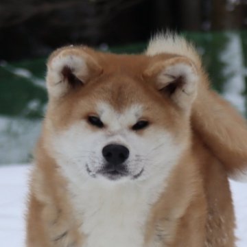 秋田犬【岐阜県・男の子・2024年8月28日・赤】の写真「とっても人懐こい男の子」