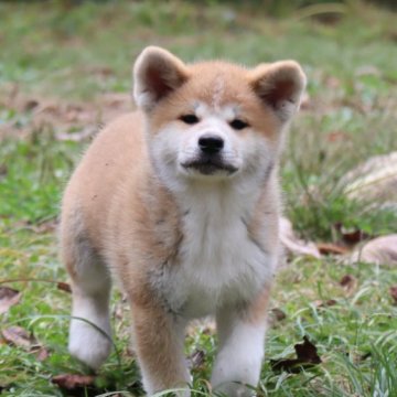 秋田犬【岐阜県・男の子・2024年8月28日・赤】の写真「とっても人懐こい男の子」