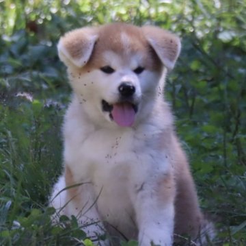 秋田犬【岐阜県・女の子・2024年8月16日・赤】の写真「とっても可愛い女の子です」