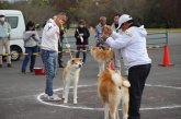 秋田犬【・男の子・2022年9月29日・赤】「国刀号　若犬牡部　優秀2席」