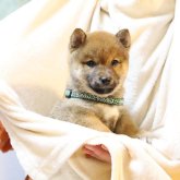 柴犬