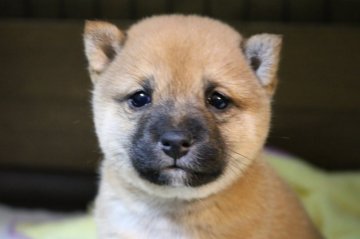 柴犬(豆柴)【大分県・女の子・2021年11月27日・赤】の写真「🐾仲良し姉妹、お正月もご見学大丈夫です🐾」