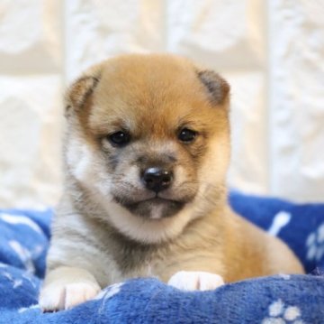 柴犬(豆柴)【大分県・男の子・2023年10月22日・赤】の写真「🐾元気な男の子🐾」