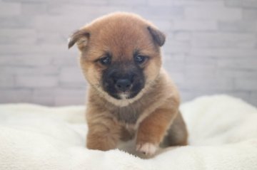 柴犬(豆柴)【大分県・男の子・2020年11月30日・赤】の写真「🐾両親、3親等以上豆柴認定犬です」