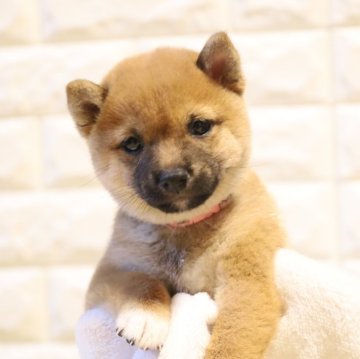 柴犬(豆柴)【大分県・女の子・2024年5月16日・赤】の写真「🐾可愛い女の子🐾」