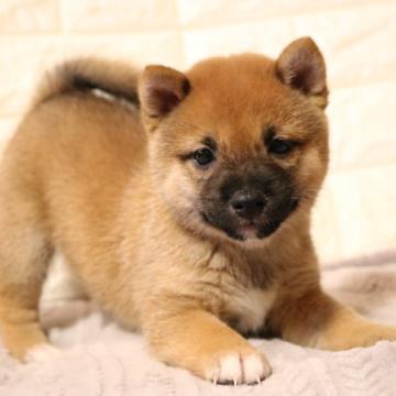 柴犬(豆柴)【大分県・男の子・2022年5月27日・赤】の写真「🐾元気な男の子🐾」