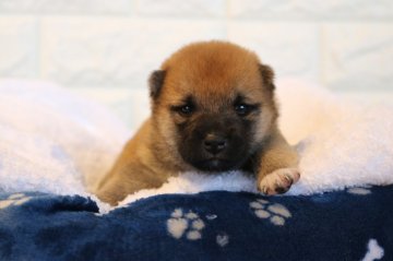 柴犬(豆柴)【大分県・女の子・2021年8月11日・赤】の写真「とても可愛い女の子🐾」