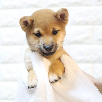 柴犬(豆柴)【大分県・男の子・2024年5月16日・赤】の写真「🐾元気な男の子🐾」