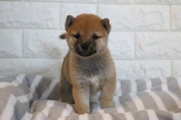 柴犬(豆柴)【大分県・男の子・2021年6月3日・赤】の写真「元気な男の子」