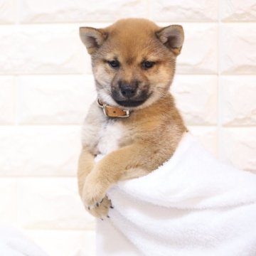 柴犬(豆柴)【大分県・男の子・2024年5月10日・赤】の写真「🐾すぐにお迎え出来ます🐾」