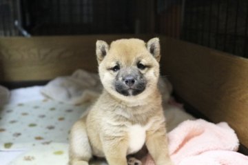 柴犬(豆柴)【大分県・女の子・2021年11月26日・赤】の写真「🐾両親三親等以上豆柴認定犬です🐾」