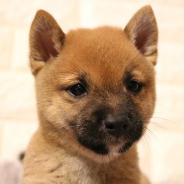 柴犬(豆柴)【大分県・男の子・2022年5月27日・赤】の写真「🐾今週末からお迎えできます🐾」