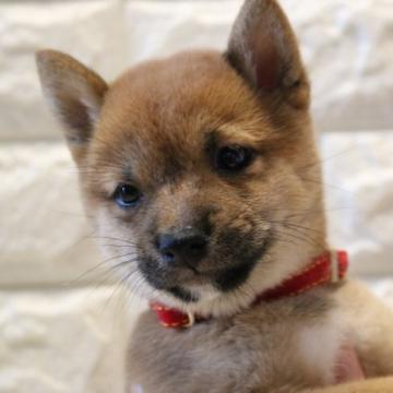 柴犬(豆柴)【大分県・女の子・2022年5月27日・赤】の写真「🐾可愛い女の子🐾」