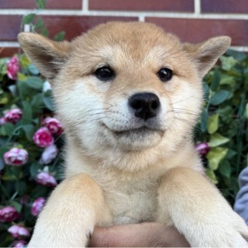 柴犬(標準サイズ)【茨城県・男の子・2024年9月5日・赤】の写真「12月限定❗️みんな2万割引中🈹✨」