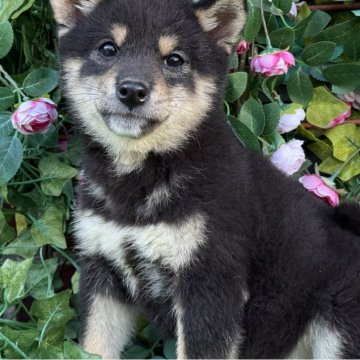 柴犬(標準サイズ)【茨城県・男の子・2024年9月5日・ブラック】の写真「可愛い子です💕」