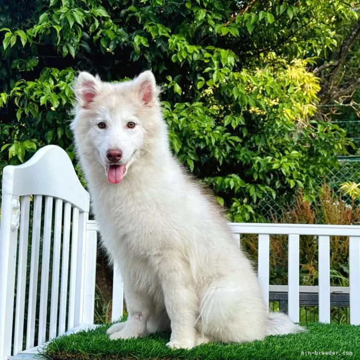 メイ 様のお迎えした子犬