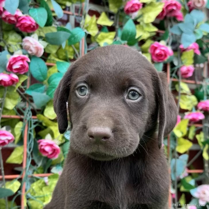 ラブラブ 様のお迎えした子犬