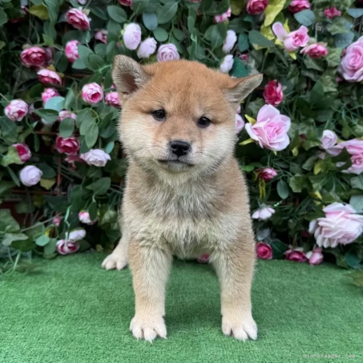 柴犬(標準サイズ)【茨城県・男の子・2024年9月5日・赤】の写真1