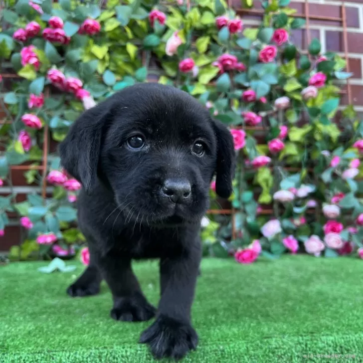 レアのすけ 様のお迎えした子犬