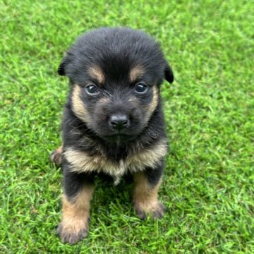 ミックス(柴犬×ダックスフンド)【茨城県・男の子・2024年5月20日・ブラックタン】の写真「パパ豆柴、ママミニチュアダックス　6匹生まれました」