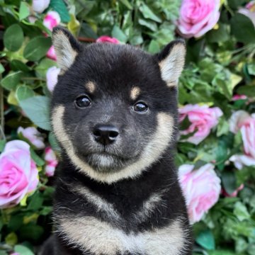 柴犬(標準サイズ)【茨城県・女の子・2024年7月24日・ブラック】の写真「可愛い女の子です🩷」