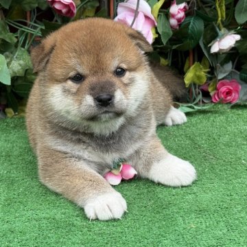 柴犬(標準サイズ)【茨城県・男の子・2024年9月5日・赤】の写真「可愛い男の子です🩷」