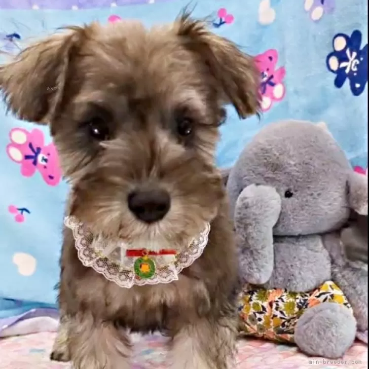ID：2409-05835の子犬