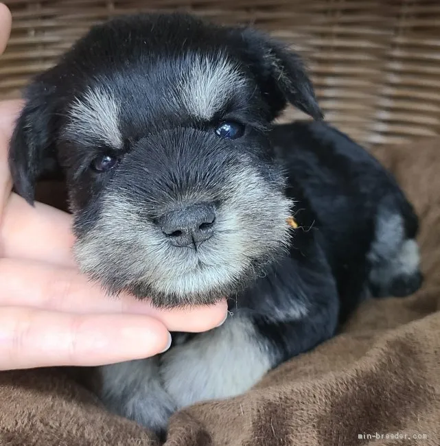 みゆみゆ 様のお迎えした子犬