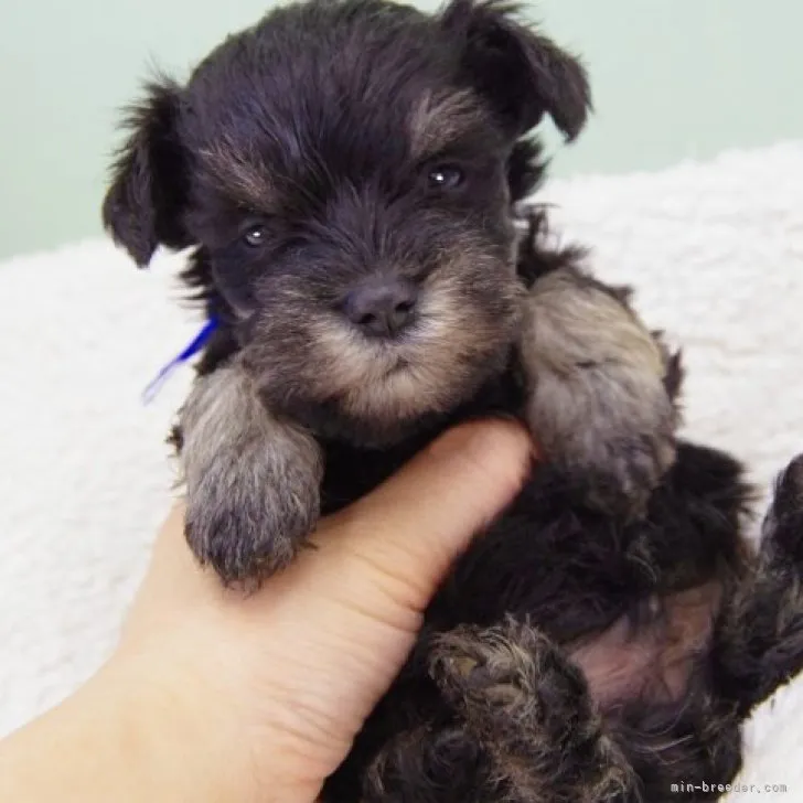 スズ 様のお迎えした子犬