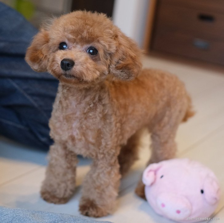 ティーカップ確定☕甘えん坊のドワーフちゃん🎀 | ティーカッププードル