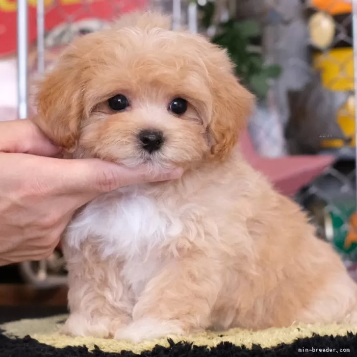 サニー 様のお迎えした子犬