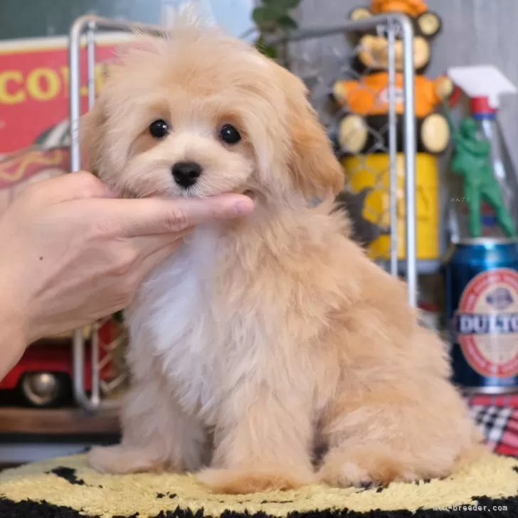 はる 様のお迎えした子犬