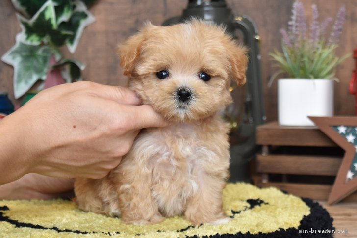 マルプー マルチーズ プードル 群馬県 男の子 年10月6日 アプリコット 犬質 性格 当犬舎自慢のマルプー です みんなのブリーダー 子犬id 11