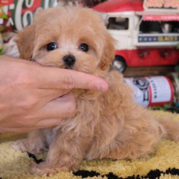 マルプー(マルチーズ×プードル)【群馬県・女の子・2022年8月19日・アプリコット】の写真「💮犬質・性格💮あま～いお顔の女の子🧸🎀」