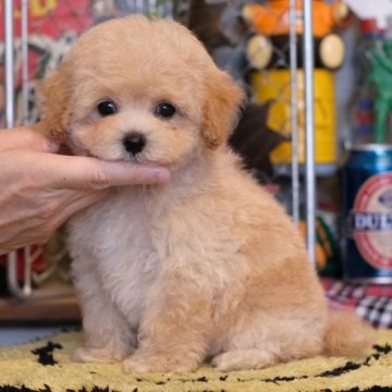 マルプー(トイプードル×マルチーズ)【群馬県・男の子・2024年4月29日・アプリコット】の写真「💮犬質・性格💮ふわふわもっこもこのボク🧸💕」