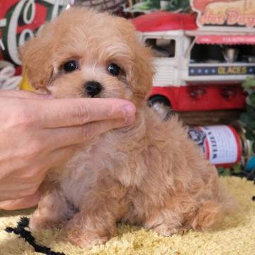 マルプー(マルチーズ×プードル)【群馬県・女の子・2022年8月19日・アプリコット】の写真「💮犬質・性格💮ゆるふわマルプーちゃん🧸🎀」