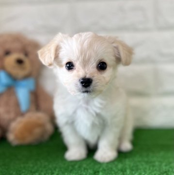 チワマル( 母チワワ × 父マルチーズ【福岡県・男の子・2021年11月12日・クリーム】の写真「フワモフ可愛い男の子♪」