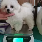 ティーカッププードル