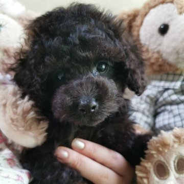 トイプードル(タイニー)【神奈川県・女の子・2024年3月6日・ブラック】の写真「ママに似た瞳がとても可愛い子」