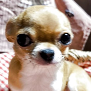 チワワ(スムース)【兵庫県・女の子・2024年6月16日・レッド&ホワイト】の写真「小さくて可愛いお顔です」