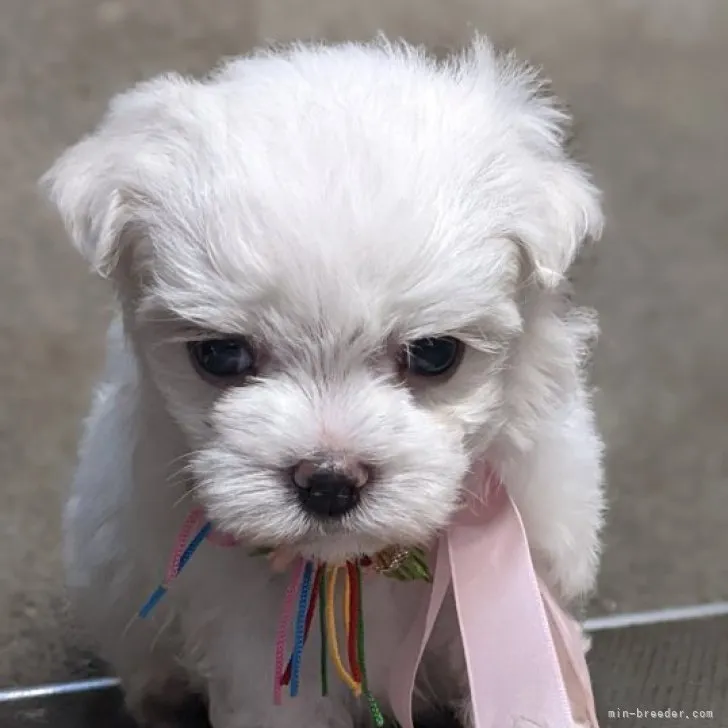 みっすぅ 様のお迎えした子犬