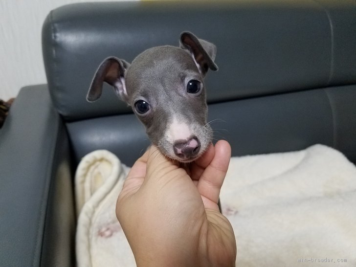 イタリアングレーハウンド 女の子 ブルー ホワイト 07 17生まれ 茨城県 子犬id 09 お父さん遺伝子dnクリア W みんなのブリーダー