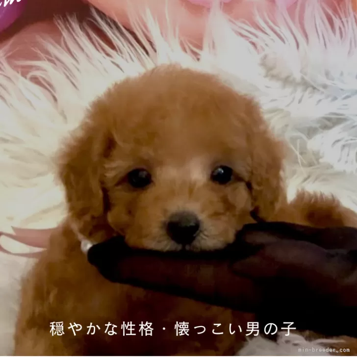 Y.Ｉ 様のお迎えした子犬