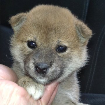 柴犬(標準サイズ)【岐阜県・女の子・2024年11月19日・赤】の写真「癒される可愛い女の子」