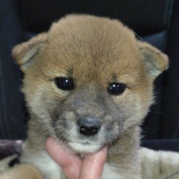 柴犬(標準サイズ)【岐阜県・男の子・2024年11月19日・赤】の写真「イケメンです」