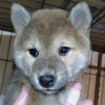 柴犬(標準サイズ)【岐阜県・女の子・2024年10月28日・赤】の写真「可愛い女の子」