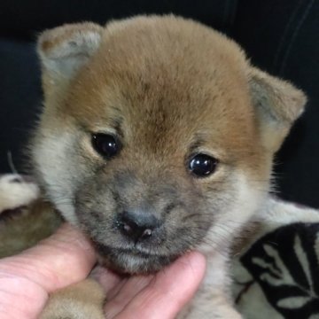 柴犬(標準サイズ)【岐阜県・女の子・2024年12月2日・赤】の写真「小振りの姉妹」